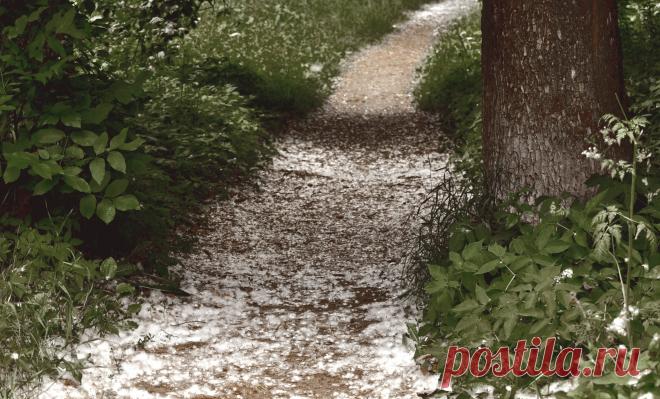 Пух тополя на тропе