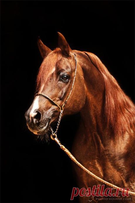 Portraits - Equine Photography Katarzyna Okrzesik