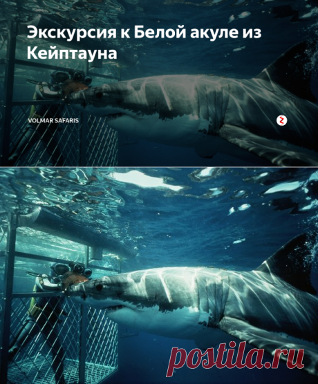 Экскурсия к Белой акуле из Кейптауна | Volmar Safaris | Яндекс Дзен