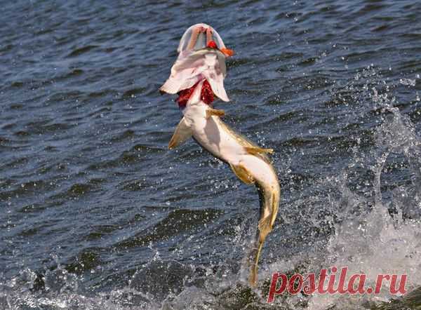 Щуку на силикон равномерной проводкой