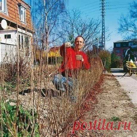 20 растений, из которых лучше всего делать живые изгороди: