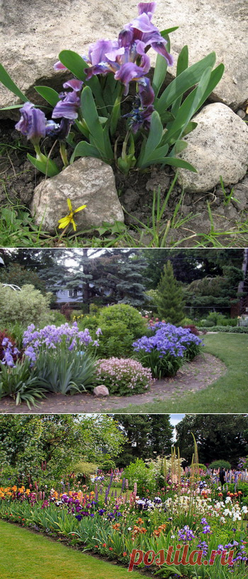 Дизайн с ирисами: фото иридария в саду, цветник с ирисами в ландшафтном дизайне