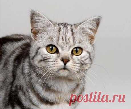 Египетская мау.