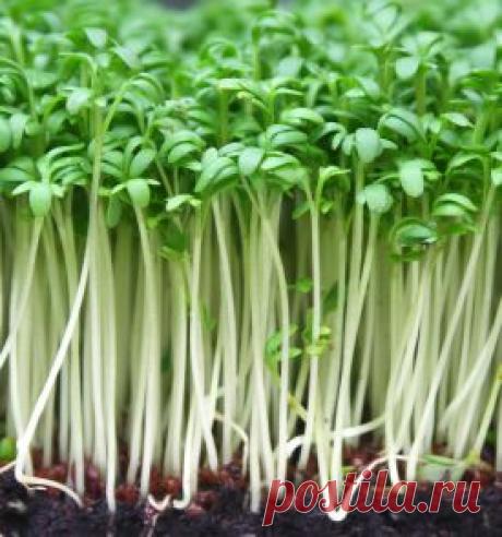 Топ 10 весенних суперпродуктов | Как это сделать?