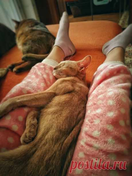 Уже несколько лет я фоткаю смешные и необычные выражения морды моего кота и его весёлые позы. Вы точно улыбнетесь | Блог мобильного фотографа | Яндекс Дзен