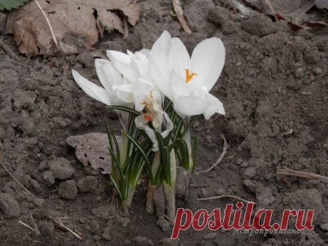 Крокусы для Рыб | Астропропаганда | Яндекс Дзен
Автор статьи: астролог Нина Стрелкова. Крокус (шафран) издавна считался символом счастья, в Древней Греции он был цветком богини утренней зари Эос. Считалось, что он приносит радость и веселье. Крокус символизирует: выздоровление, улучшение, облегчение, бодрость, жизнерадостность, счастливую любовь, воссоединение, объединение, самоотречение, бескорыстие, скромность, волшебство. У него много значений и среди них нет ни одного негативного...