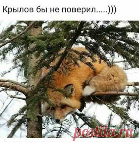 Это мы вряд ли переплюнем: автор - Павел Вязанкин 
Лисице как-то бог послал кусочек сыра.
На ель лисица взгромоздясь, поужинать уж было собралась.
На ту беду ворона мимо проползала,
С поломанным крылом, с закрытыми глазами знать летала.… Ещё  | Facebook
