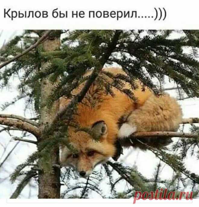 Это мы вряд ли переплюнем: автор - Павел Вязанкин 
Лисице как-то бог послал кусочек сыра.
На ель лисица взгромоздясь, поужинать уж было собралась.
На ту беду ворона мимо проползала,
С поломанным крылом, с закрытыми глазами знать летала.… Ещё  | Facebook