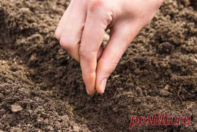 Выращивание редиса: 8 секретов небывалого урожая