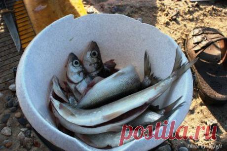 ДОМОХОЗЯЙКА