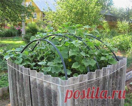 КУБ ДЛЯ ОГУРЦОВ. НА ЗАМЕТКУ ДАЧНИКАМ &#8212; Сияние Жизни