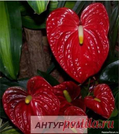Комнатные растения. Антуриум Антуриум (от греческих слов "цветок" и "хвост") - род вечнозеленых растений, принадлежащих к семейству Ароидные (Аронниковые). В мире насчитывается бесчисленное количество видов антуриума, причем различные источники указывают число 900, некоторые - 500.Следует признать, что антуриум -...