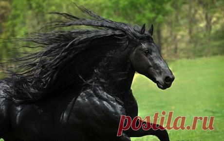 Животные, которые выглядят, как рокеры:Природа и животные