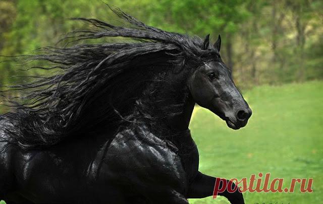 Животные, которые выглядят, как рокеры:Природа и животные