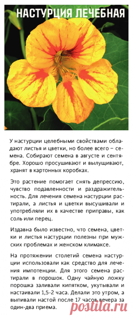 Настурция лечебная