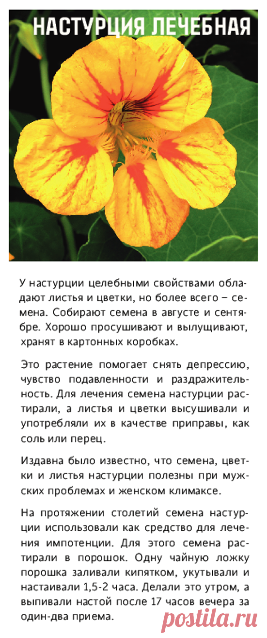 Настурция лечебная