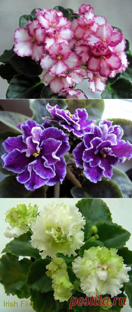 Правила шикарной фиалки