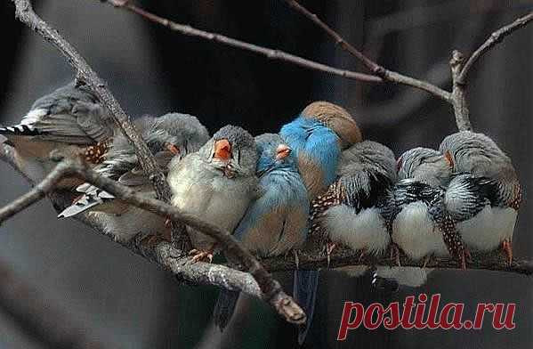 Фотографии птиц