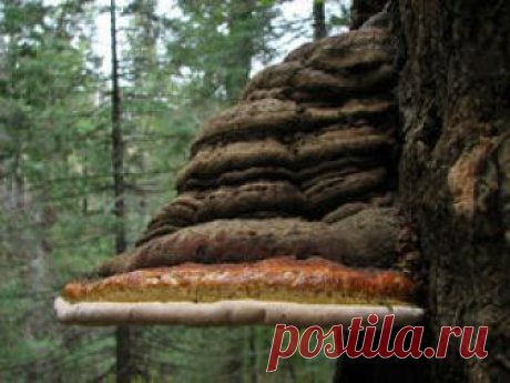 Bracket Polypores - Fomitopsidaceae - Overview - Encyclopedia of Life