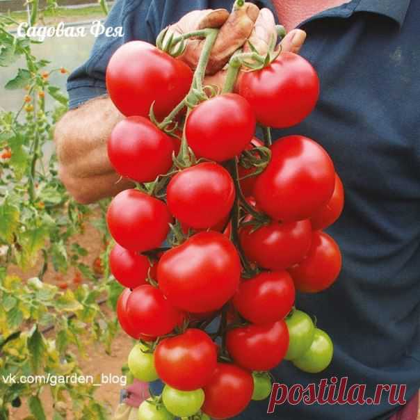 Секреты хорошего урожая помидоров