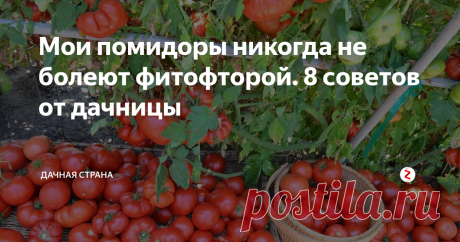 Мои помидоры никогда не болеют фитофторой. 8 советов от дачницы Может, кому- то мои советы и покажутся неправильными, не знаю.. Но многолетняя практика выращивания  помидоров у меня есть,  и мне есть чем поделиться. Что я делаю не так, как все?
