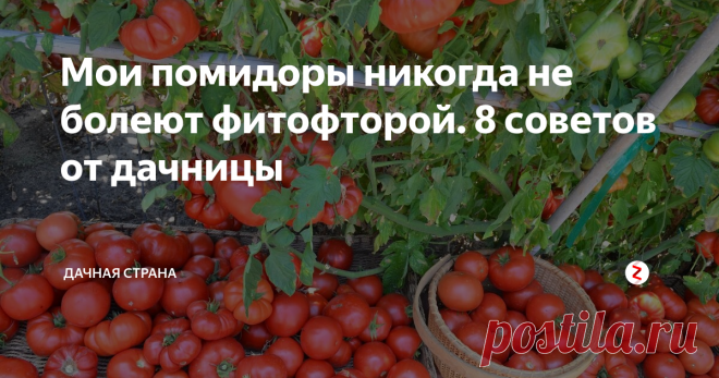 Мои помидоры никогда не болеют фитофторой. 8 советов от дачницы Может, кому- то мои советы и покажутся неправильными, не знаю.. Но многолетняя практика выращивания  помидоров у меня есть,  и мне есть чем поделиться. Что я делаю не так, как все?

