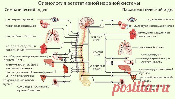 Улучшаем тонус сосудов! 

Головная боль, головокружение или шатание, чувство сдавливание в висках, отдающее то в шею, то в щеку, боль в глазах, постоянный упадок сил и желание плакать, беспричинные приступы страха, хаотичное биение сердца, боли в области сердца и т.д. – этот список можно продолжать и если это кому-то знакомо, то диагноз – ВСД- вегето-сосудистая дистония стоит в вашей медицинской карточке. 

ВСД – болезнь невидимка, что виновно в ее появление точно неизвест...