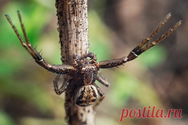 Красавец xysticus cristatus (европейский паук краб) желает вам доброго утра! Снимал Андрей Гусев, другие его фотографии живут здесь: nat-geo.ru/community/user/224210/