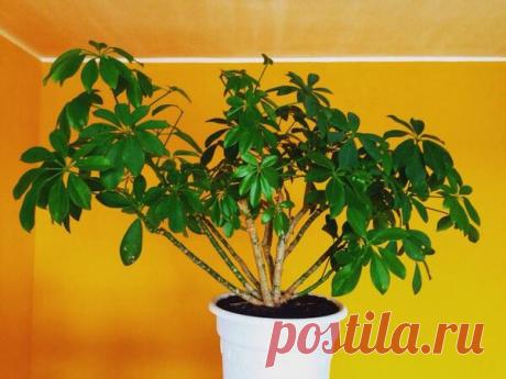 Шеффлера в доме - энергетические свойства растения, привлекающего богатство | Улучшаем жизнь | Яндекс Дзен