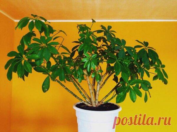 Шеффлера в доме - энергетические свойства растения, привлекающего богатство | Улучшаем жизнь | Яндекс Дзен
