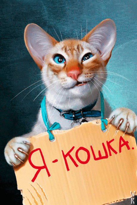 Кошка