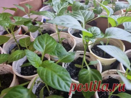 Зачем закалять рассаду перед высадкой: и как делать это правильно. Многие огородники удивляются, почему крепкая домашняя рассада вдруг начинает чахнуть после высадки.
