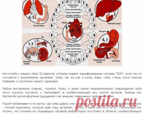 Зубы расскажут о здоровье наших органов
