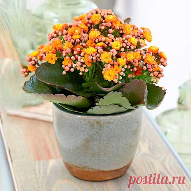 Комнатное растение Каланхое (лат. Kalanchoe). Латинское название рода произведено от местного китайского наименования растения. В обширный род Каланхое входит множество видов декоративных растений: каланхое Дегремона (K.daigremontiana), каланхое перистое (K.pinnata), каланхое бехарское (K.beharensis), каланхое Блоссфельда (K.blossfeldiana) - популярный, красиво цветущий вид с соцветиями разной окраски (виды Bali, Vesuvius, Fortyniner, Mistral, Tarantella).