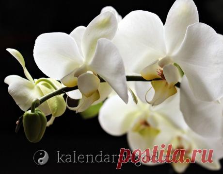 Лунный календарь цветовода январь 2019 - комнатные растения