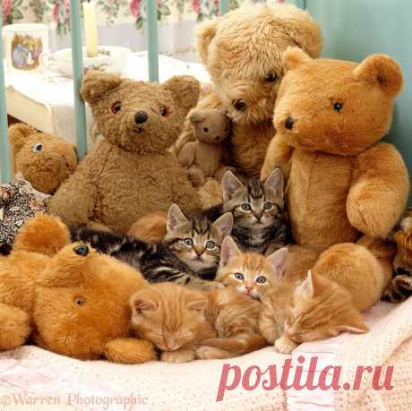 Five sleepy kittens in cot with teddy bears photo - WP16707