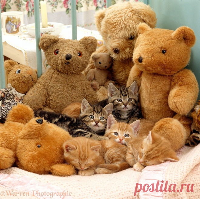 Five sleepy kittens in cot with teddy bears photo - WP16707