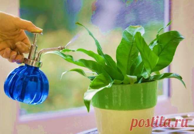Лучшее удобрение для цветов: простое и эффективное