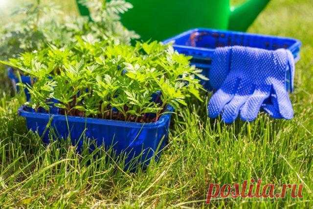 Как перевезти рассаду на дачу с минимальными потерями Перевозка рассады на дачу для тех, у кого нет собственного автомобиля, превращается в настоящий квест. Как обезопасить драгоценные растения и довезти их в целости и сохранности? Есть несколько действе...