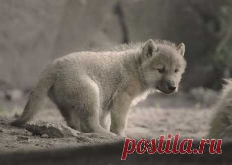 . | Wolf