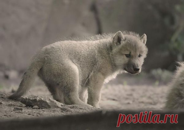 . | Wolf