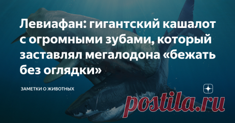 Левиафан: гигантский кашалот с огромными зубами, который заставлял мегалодона «бежать без оглядки» Принято считать, что мегалодон был единственным высшим хищником в эпоху миоцена и плиоцена. Он занял свободную нишу, доставшуюся «по наследству» от мозазавров. Конечно, нет никаких сомнений, что мегалодон был сверххищником. При массе 30 тонн и длине тела до 15 метров, а также учитывая огромные зубы длиной до 18 см и невероятную силу укуса — около 11 тонн, он вполне мог позвол...