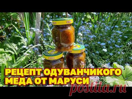ЦЕЛЕБНЫЙ МЕД СВОИМИ РУКАМИ УКРЕПЛЯЕТ ИММУНИТЕТ ЛЕЧИТ БРОНХИ/Taraxacum Honey‪@obovsemsmarusya‬