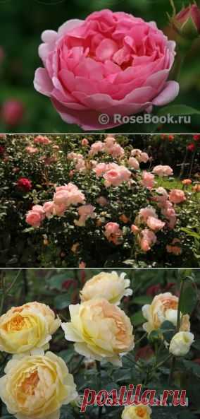 АНГЛИЙСКИЕ РОЗЫ (DAVID AUSTIN ROSES) | Самоцветик