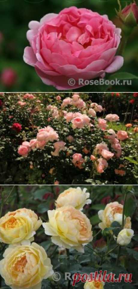 АНГЛИЙСКИЕ РОЗЫ (DAVID AUSTIN ROSES) | Самоцветик