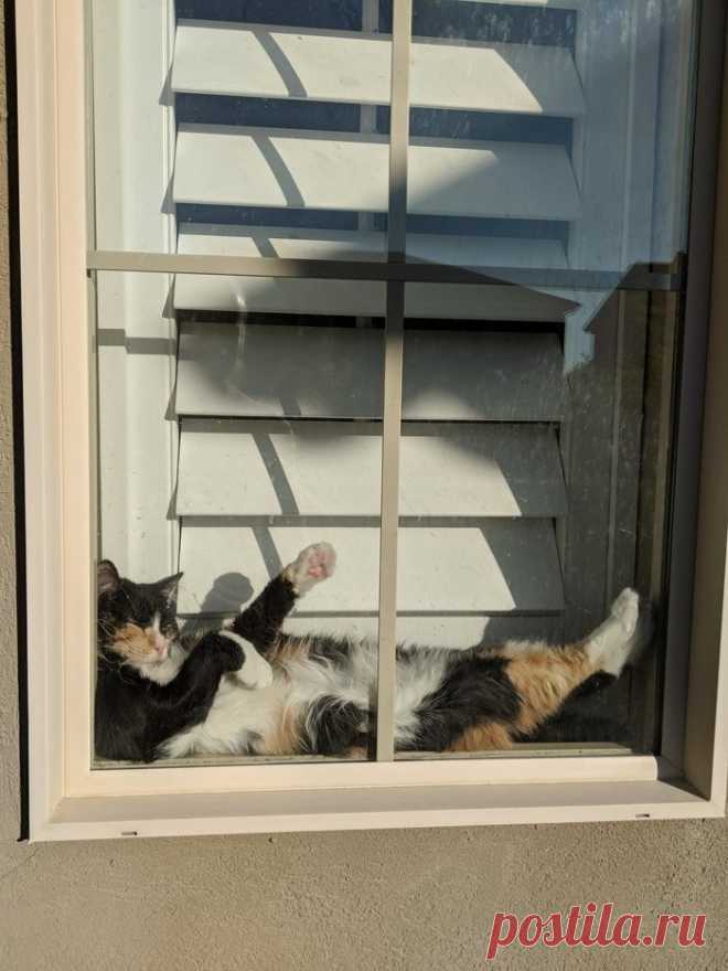 Иногда я просто завидую беззаботности и обмяклости котов