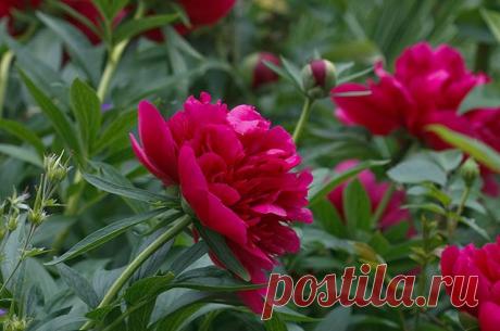 Пионы. Какие виды встречаются, их характер и привычки
Пионы найдутся почти в каждом саду. Эти цветы не просто популярны – они любимы. Им стараются угодить, а для этого важно знать их характер и привычки.
Какие они бывают
Пион лекарственный, махровая фо…