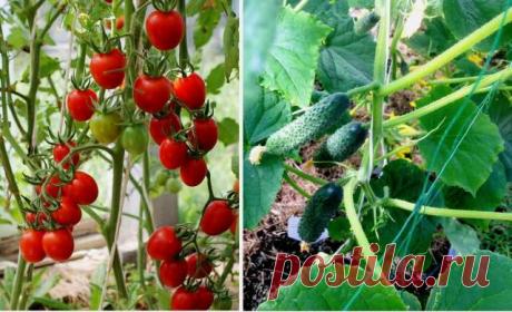 Недобрые соседи: какие овощи соперничают на грядке и не приносят урожай — Ⴚα∂ ℨα୮০τ০Ᏸҡα