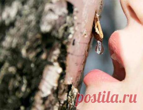 ЧЕМ ПОЛЕЗЕН БЕРЁЗОВЫЙ СОК?.