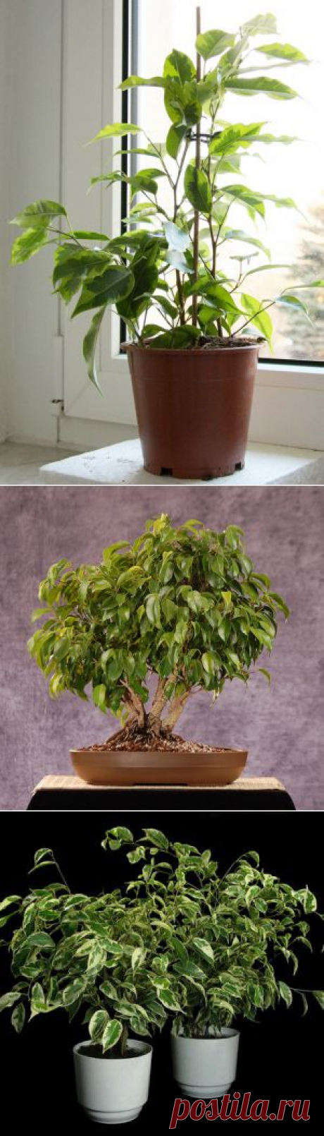 Фикус Бенджамина | Flora In Home